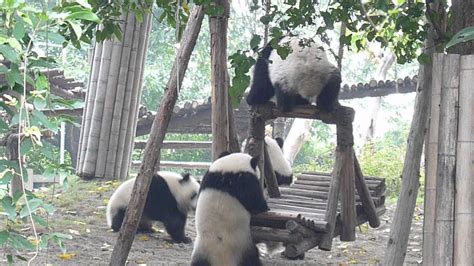 Cute Baby Pandas On Swing In Chengdu China Youtube