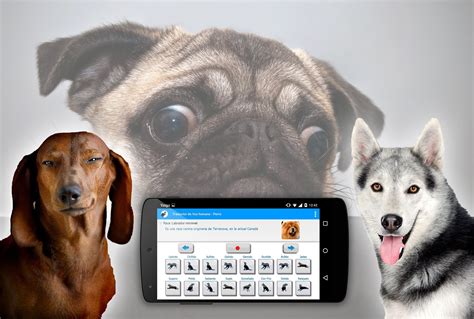 Human To Dog Sounds Translator Apk For Android Download