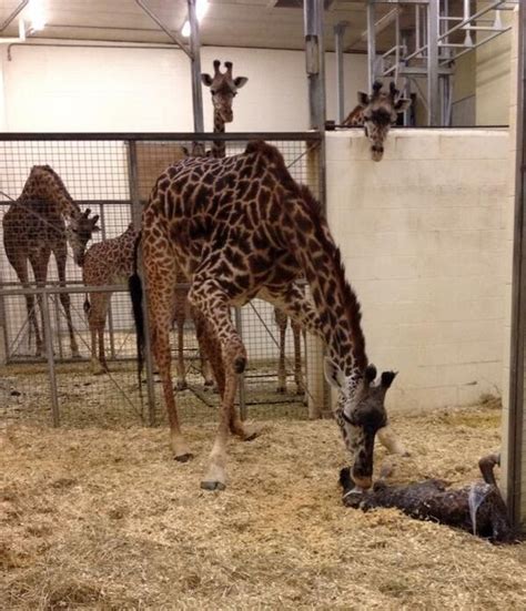 How Baby Giraffes Are Born 14 Pics