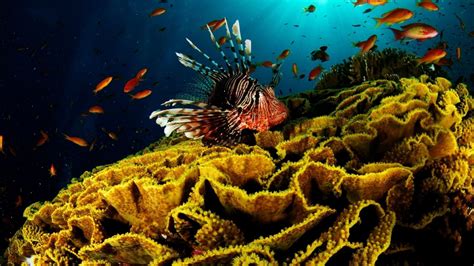 Underwater Coral Reef Wallpaper Images