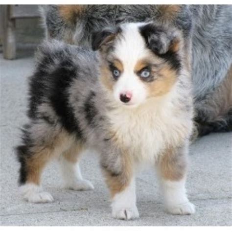 They offer all the lively energy many double merle aussie puppies end up with hearing problems so lots of pet parents use sign for those simply looking for a companion regardless of age then adoption is the cheapest route. Toy Story Aussies, Miniature Australian Shepherd Breeder ...