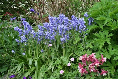 6 Types Of Bluebell Flowers For Your Yard