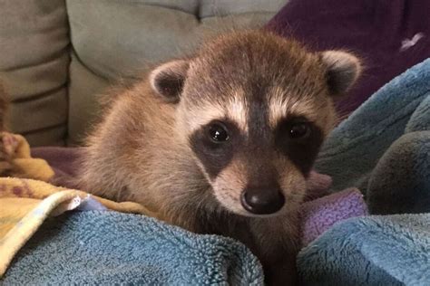 Baby Raccoons Hitchhike From Florida To California