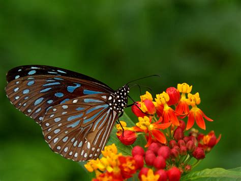 Butterflies On Flowers Wallpapers ~ Landscape Wallpapers