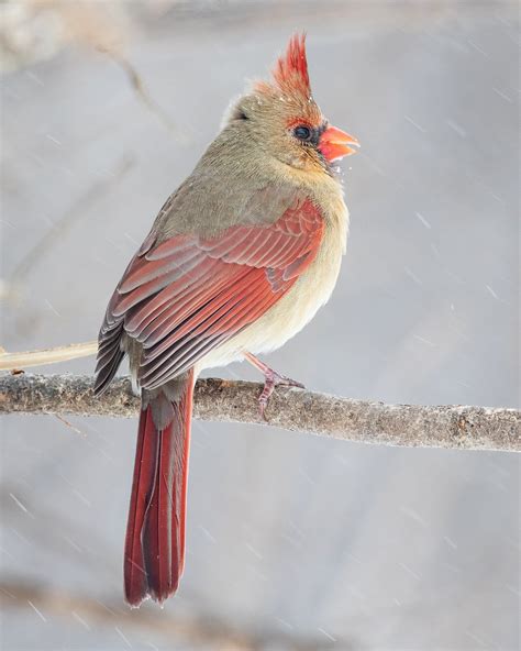 Bird Photography Female Northern Cardinal In Snow Limited Etsy