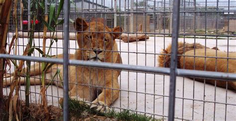 Animal Rescue Zoo Near Me - QANIML