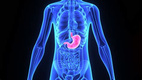 Stomach Stock Footage Video 7877224 Shutterstock