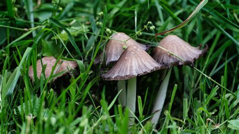 Close Up Photo Of Brown Wild Mushrooms On Green Grass · Free Stock Photo