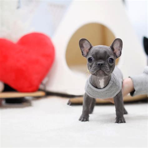 The teacup french bulldog / mini frenchie is a tough, smaller, stocky little pocket pup, with a huge square head that has an adjusted temple. Fancy Teacup Frenchie | Tiny Teacup Pups