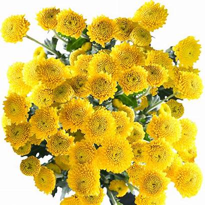 Yellow Flowers Button Chrysanthemum Assorted Stems Globalrose
