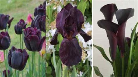 Magnificent Types Of Black Flowers With Pictures And Names