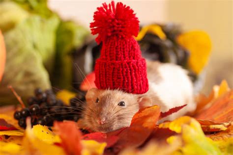 8000 Hamster Habitat Stock Photos Pictures And Royalty Free Images