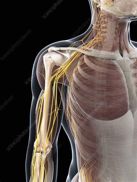 Male Anatomy Artwork Stock Image F0068441 Science Photo Library