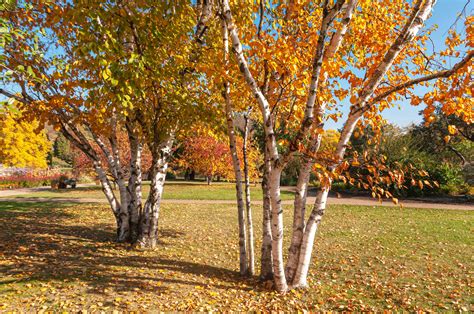 How To Grow And Care For Himalayan Birch