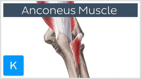 Muscular movements of the head (at the cervical chapter 8 muscular system: Anconeus Muscle - Origin, Insertion & Innervation - Human ...