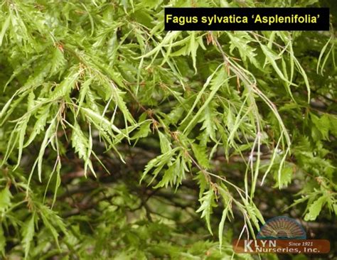 Fagus Sylvatica Asplenifolia Fernleaf Beech