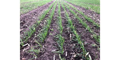 It can be produced at costa farm, moretti plantation, and northern wheat plantation. Tips for late planted wheat | Morning Ag Clips