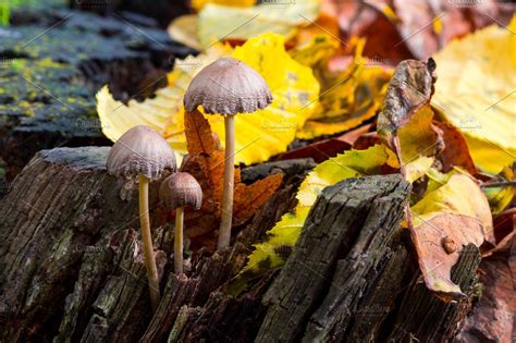 Mushrooms On Wood In Forest Around Leaves In Autumn Abstract Background