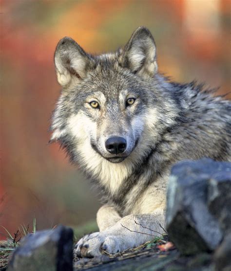 Canis Lupus Grey Wolf Amo
