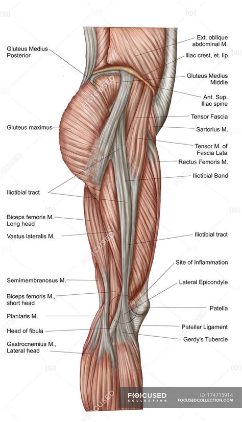 Relative shape of the muscle. Anatomia dei muscoli delle cosce umane con etichette ...
