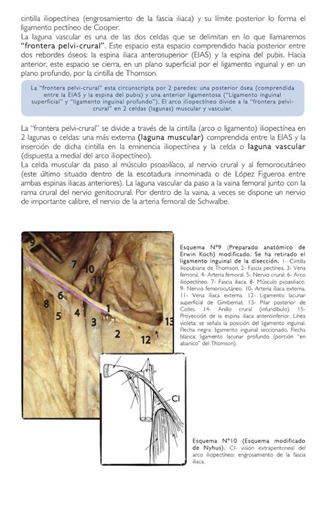 Cuadernos De Anatomía Quirúrgica Anatomía Quirúrgica De La Hernia Femoral