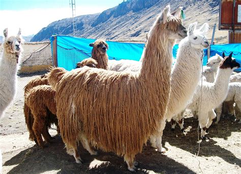 alpaca suri criado en los andes del perú foto en puno alpaca rasta fiber art