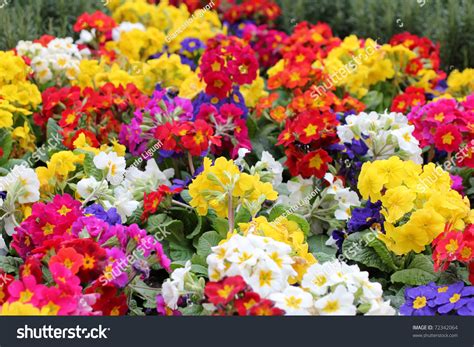 Garden Full Of Flowers Stock Photo 72342064 Shutterstock