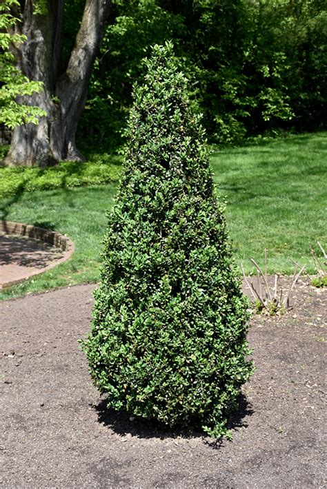 American Pyramidal Boxwood Buxus Sempervirens Pyramidalis In