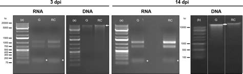 Electropherograms Of Whole Genome Bisulfite Sequencing Wgbs