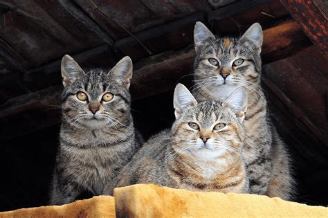 Cats are also not the only animal that purrs. What Is A Group Of Cats Called? | Petbarn
