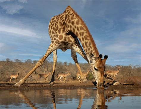 Giraffe Having A Drink Wallpaper