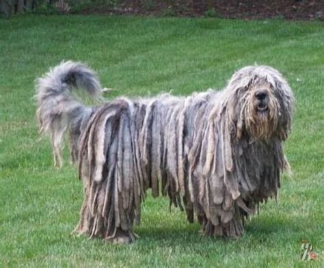 Американская тундровая овчарка (american tundra shepherd). Бергамская овчарка