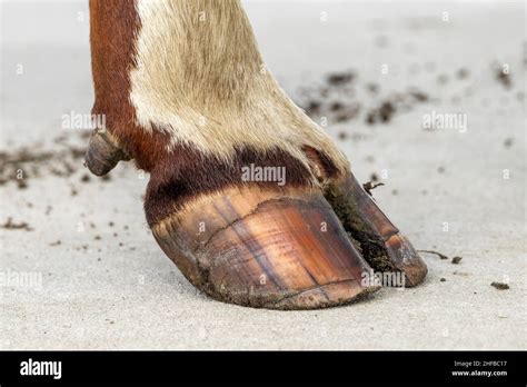 Hoof Of A Dairy Cow Standing On A Concrete Path Red And White Fur