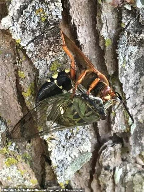 Cicada Killer Wasps Which Look Scarily Similar To 2020 S Murder Hornets Emerge In The Us