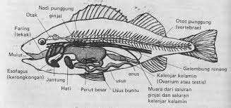 Gambar organ ikan mas dan. Hai Gas: Sistem Pernapasan Ikan