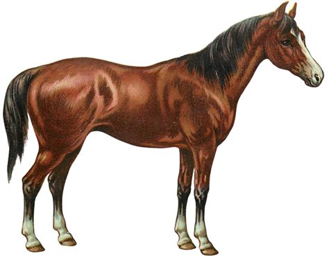 Horse Drawn Hayride Clipart