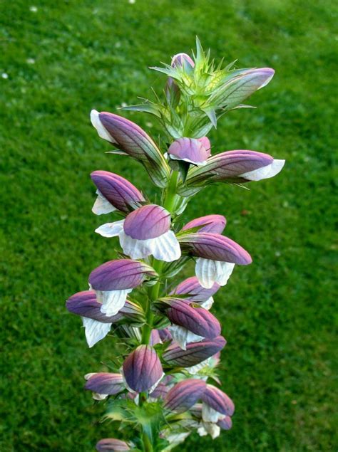 Name Of Tall Plant With Purple Flowers And A Purple Stem Flowers Forums