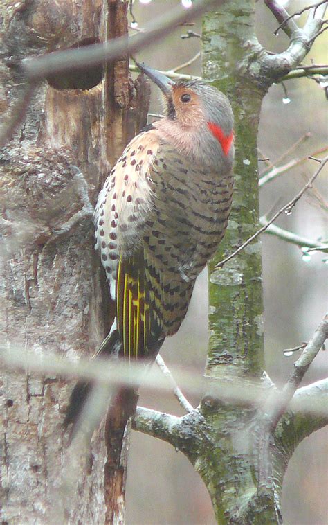 List Of Us State Birds Wikipedia