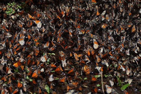 Decline In Number Of Monarch Butterflies Wintering In Mexico The