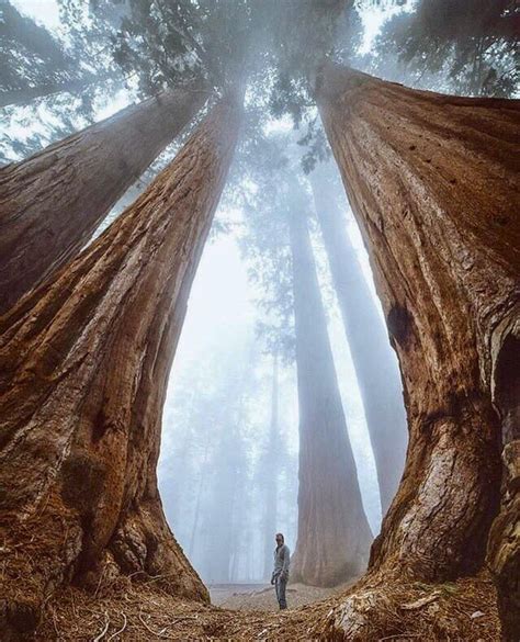 The Beauty And Magnitude Of Sequoias Nature Photography Trees