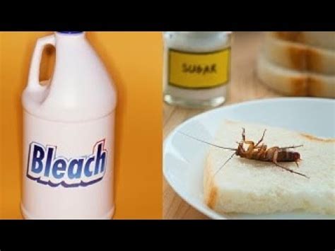 How to kill cockroaches with a boric acid mix. Get Rid of Roaches by Using These 6 Proven Home Remedies ...