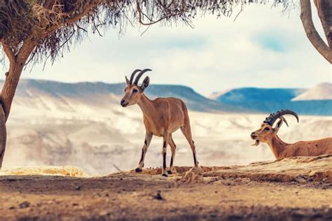 21 Wild Animals In Egypt