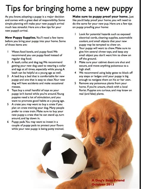 Your puppy might be nervous in new environment. Tips for bringing home a new puppy. A dog's best friend ...