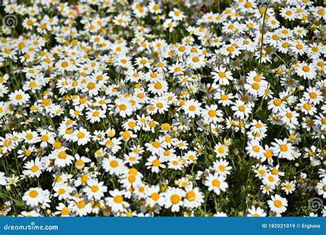 Spring Field Covered With Daisies Stock Image Image Of Meadows