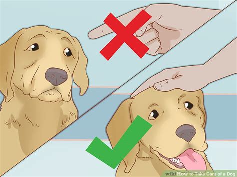 Here are some questions commonly used asking about pet care. How to Take Care of a Dog (with Pictures) - wikiHow
