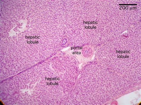 Liver Histology Portal Triad Tissue Biology Science Biology Medical