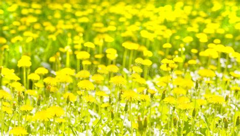 Yellow Dandelions Stock Image Image Of Botanic Flower 58396823