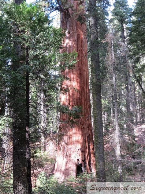 Tripadvisor has 125 reviews of howards grove hotels, attractions, and restaurants making it your best howards grove resource. Single Log Cabins - Sequoia Quest
