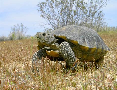 New Study Reveals Desert Tortoise Is Actually Two Distinct Species