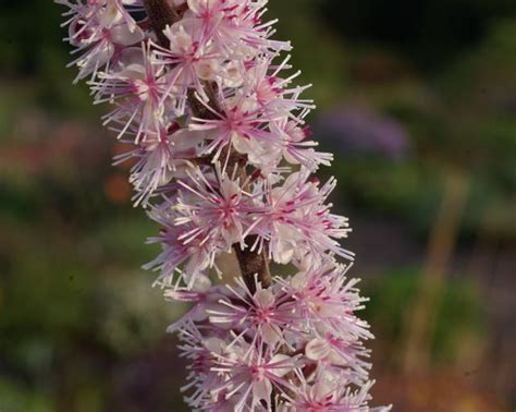 Actaea Simplex Pink Spike Mount Venus Nursery